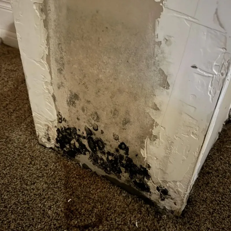 Professional Mold Removal in Colrain, MA